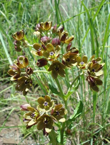 Schizoglossum hamatum